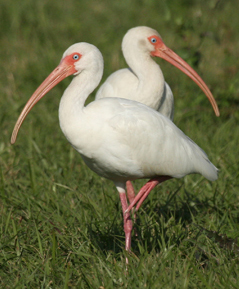 Gay ibises